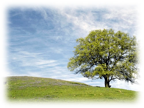 No se puede mostrar la imagen “http://sofismas.blogia.com/upload/20070606172739-bosque.jpg” porque contiene errores.